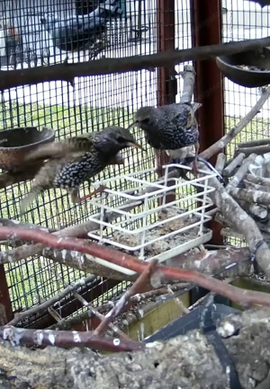 Gehege für Kleintier bzw.  Voliere Bild 9