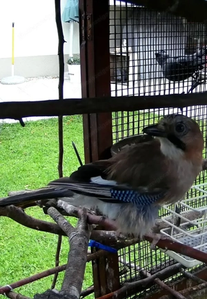 Gehege für Kleintier bzw.  Voliere Bild 7