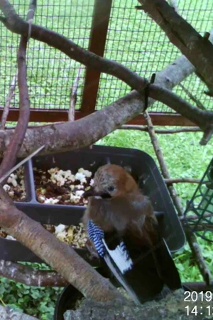 Gehege für Kleintier bzw.  Voliere Bild 4