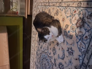 Freddy entlaufen in Altenstadt Bild 2