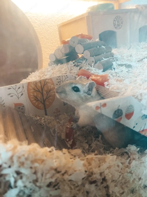 2 Wüstenrennmäuse suchen liebevolles Zuhause (mit Gehege) Bild 2