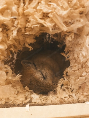 2 Wüstenrennmäuse suchen liebevolles Zuhause (mit Gehege)