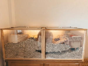 2 Wüstenrennmäuse suchen liebevolles Zuhause (mit Gehege) Bild 3