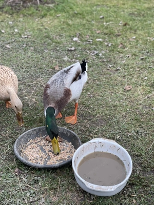 Laufenten Erpel zu verschenken  Bild 2