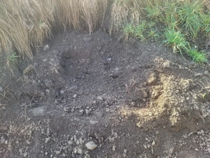 Grstis Schönen Humus