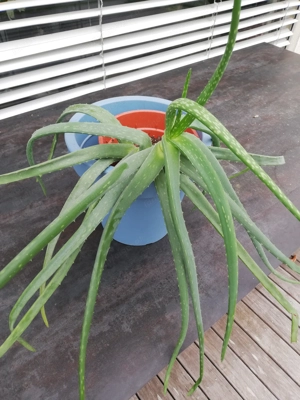 Aloe Vera Pflanze Bild 2