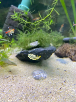 Erbsen Kugelfische für Aquarium
