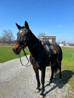 Reit- und Pfelgebeteiligung
