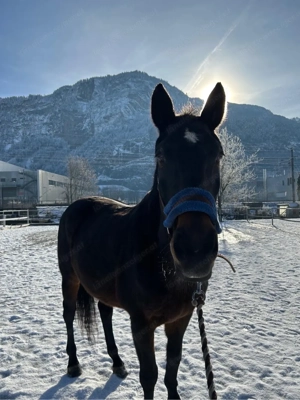 Reit- und Pfelgebeteiligung Bild 2