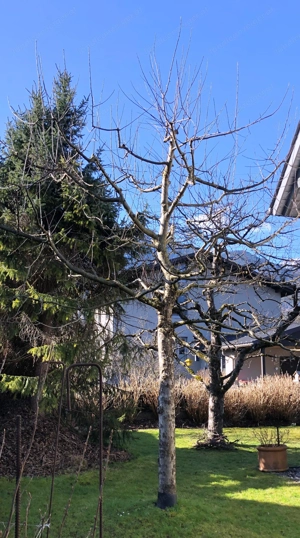 Apfelbaum, gepflegt Bild 3