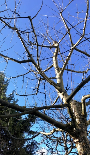 Apfelbaum, gepflegt Bild 2