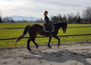 Reit- und Pfelgebeteiligung Bild 4