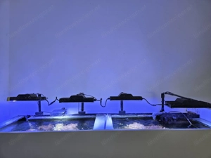 Salzwasser Aquarium  Bild 4