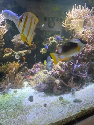 Salzwasser Aquarium  Bild 3