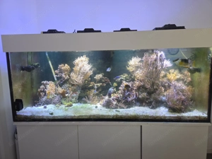 Salzwasser Aquarium  Bild 5