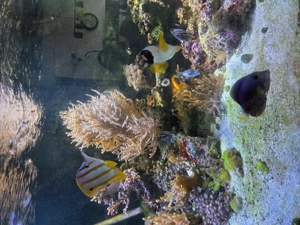 Salzwasser Aquarium  Bild 7