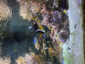 Salzwasser Aquarium  Bild 6