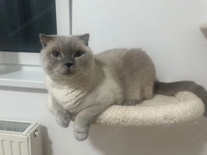 Britisch Kurzhaar Bild 2