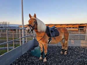 Reit- Pflegebeteiligung Bild 2