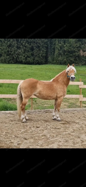 Reit- Pflegebeteiligung