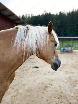 Reit- Pflegebeteiligung Bild 4