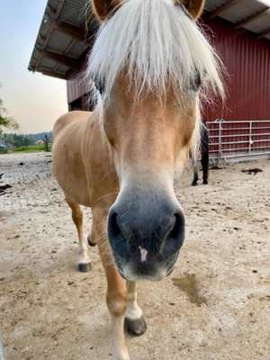 Reit- Pflegebeteiligung Bild 3