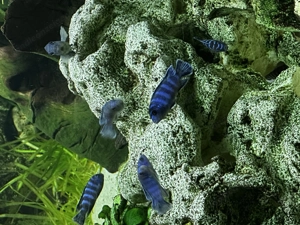 Pseudotropheus Demasoni Bild 2