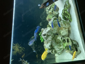 Pseudotropheus Demasoni Bild 3