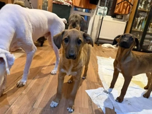 Ceci - eine kleine Entdeckerin sucht ihr für immer Zuhause Bild 3