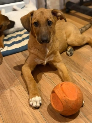 Ceci - eine kleine Entdeckerin sucht ihr für immer Zuhause Bild 2