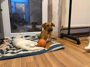 Ceci - eine kleine Entdeckerin sucht ihr für immer Zuhause Bild 4