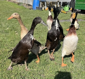 Laufentenerpel zu vergeben Bild 2