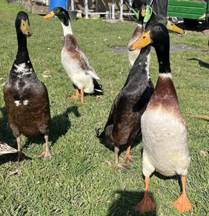 Laufentenerpel zu vergeben Bild 2