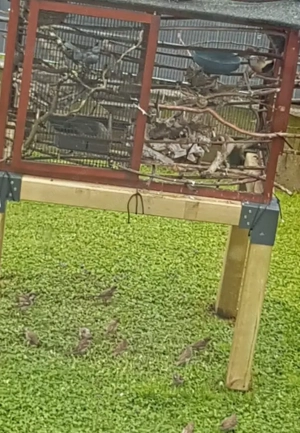 Kleintier - Gehege   Voliere Bild 3