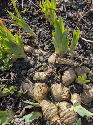 Schmetterlingsflieder und Schwertlilien Bild 2