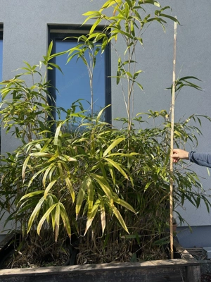 Bambus (4 Stück) zu verkaufen!