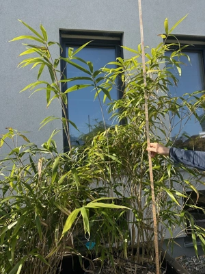 Bambus (4 Stück) zu verkaufen! Bild 2