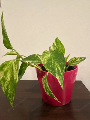 Zimmerpflanze Bild 2