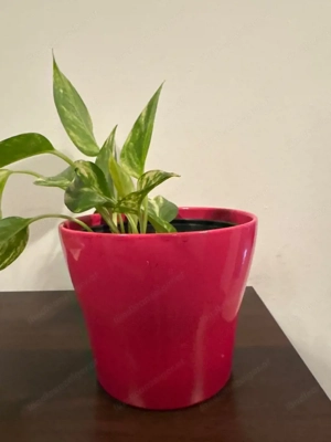 Zimmerpflanze Bild 3