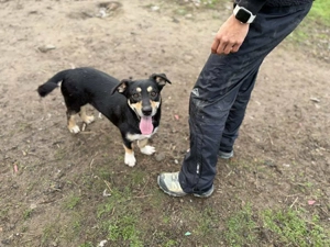 Ivy - ein zuckersüßer Wirbelwind Bild 4