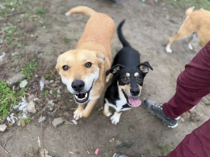 Ivy - ein zuckersüßer Wirbelwind Bild 2