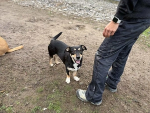 Ivy - ein zuckersüßer Wirbelwind Bild 3