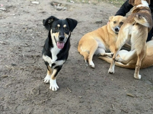 Ivy - ein zuckersüßer Wirbelwind Bild 6