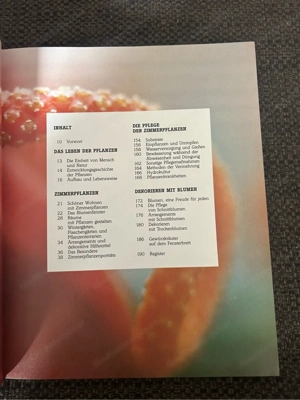 Zimmerpflanzen - Alles über Arten und Pflege Bild 3