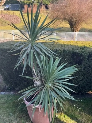 2Stk Palmen abzugeben! Bild 2