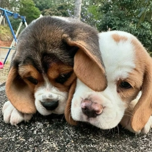      Sag hallo zu diesen kleinen Süßen Bild 3