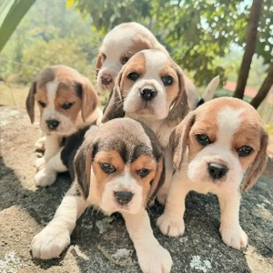      Sag hallo zu diesen kleinen Süßen Bild 2