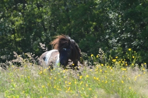 Gästepension mit Alm im Südburgenland  Bild 2