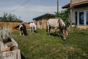 Gästepension mit Alm im Südburgenland  Bild 5