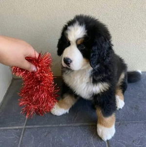 Berner Sennenhund-Welpe zu verkaufen    Bild 3